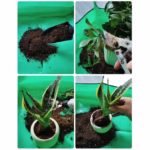 Covoras de Gradinarit, Flippy, pentru Cultivarea Plantelor si Schimbarea Solului, din Panza Ingrosata, 50x50 cm, Pliabil, Verde - imagine 5